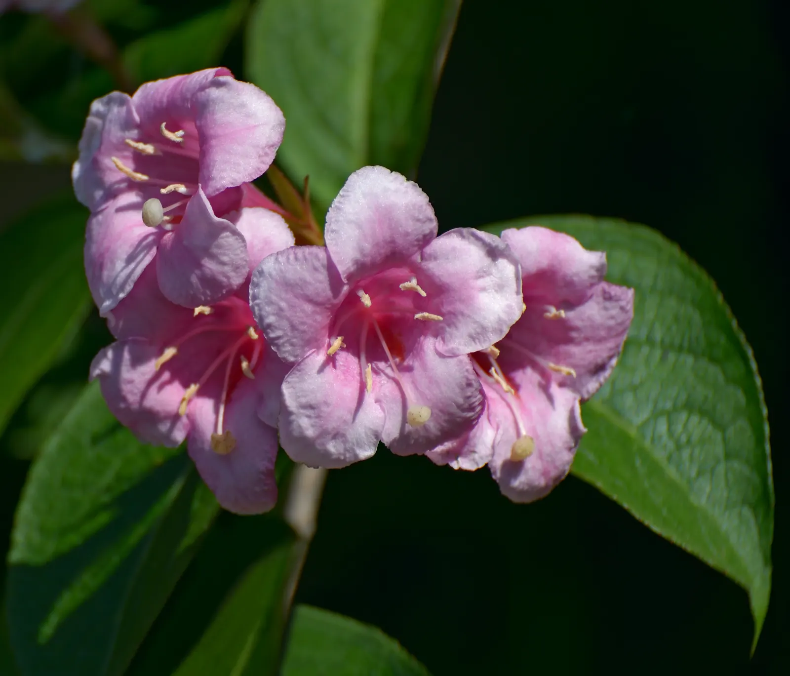 Weigela (Weigela Florida) — this well-loved cultivar flourishes in USDA hardiness zones 4 through 8; the funnel-shaped flowers come in an, image 69