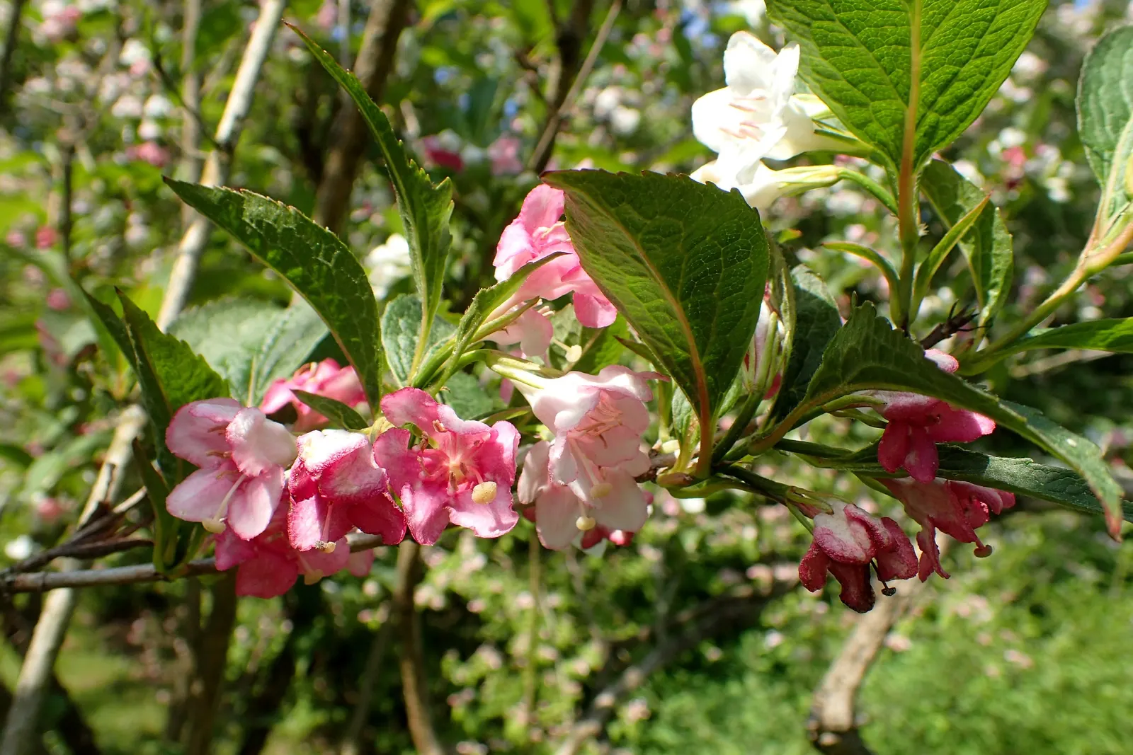 Weigela (Weigela Florida) — Plant in well-drained soil, and consider incorporating organic matter to enrich the planting site