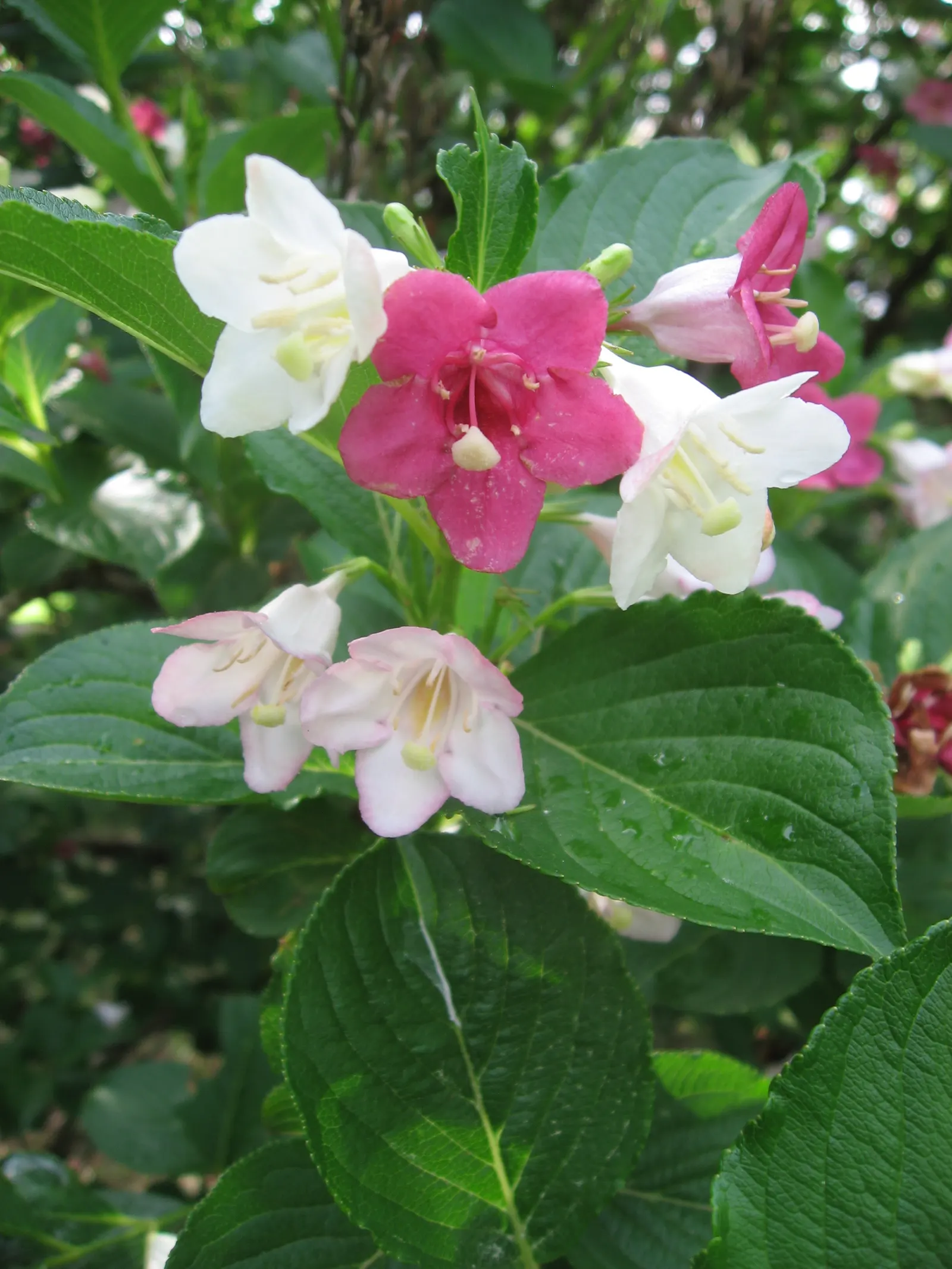 Weigela (Weigela Florida) — Adaptable to various soils, it thrives in full sun to partial shade; this versatile plant features trumpet-shaped, pink to red