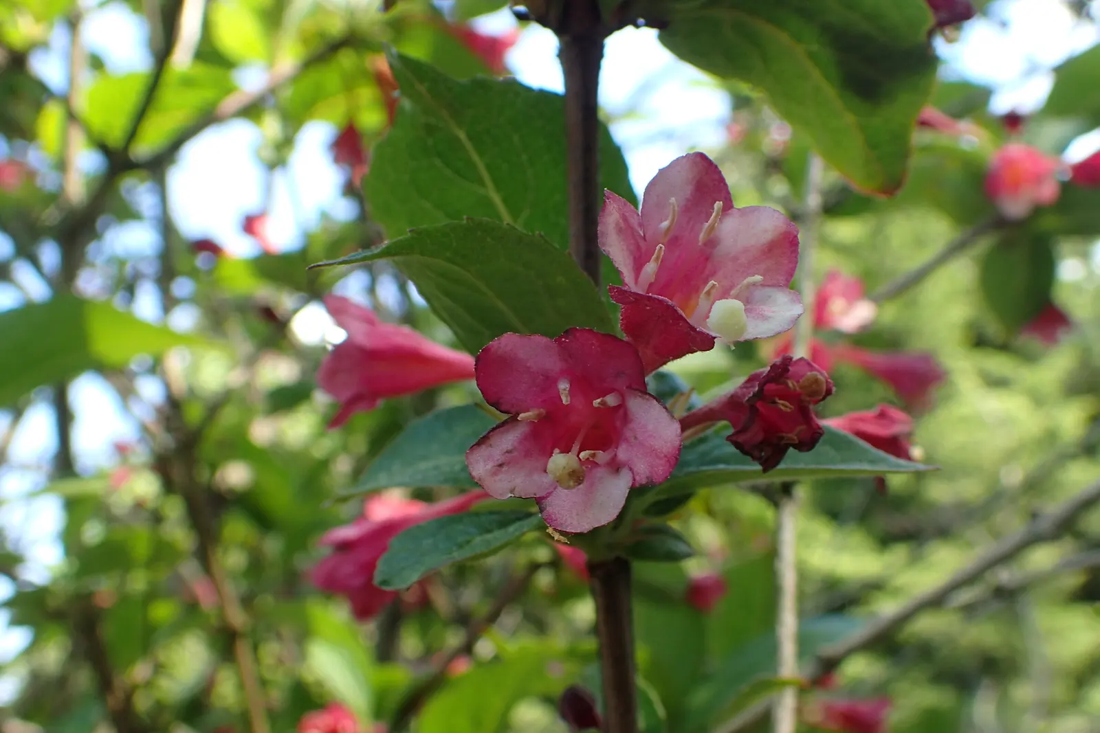 Weigela (Weigela Florida) — withstanding temperatures down to -30&deg;F