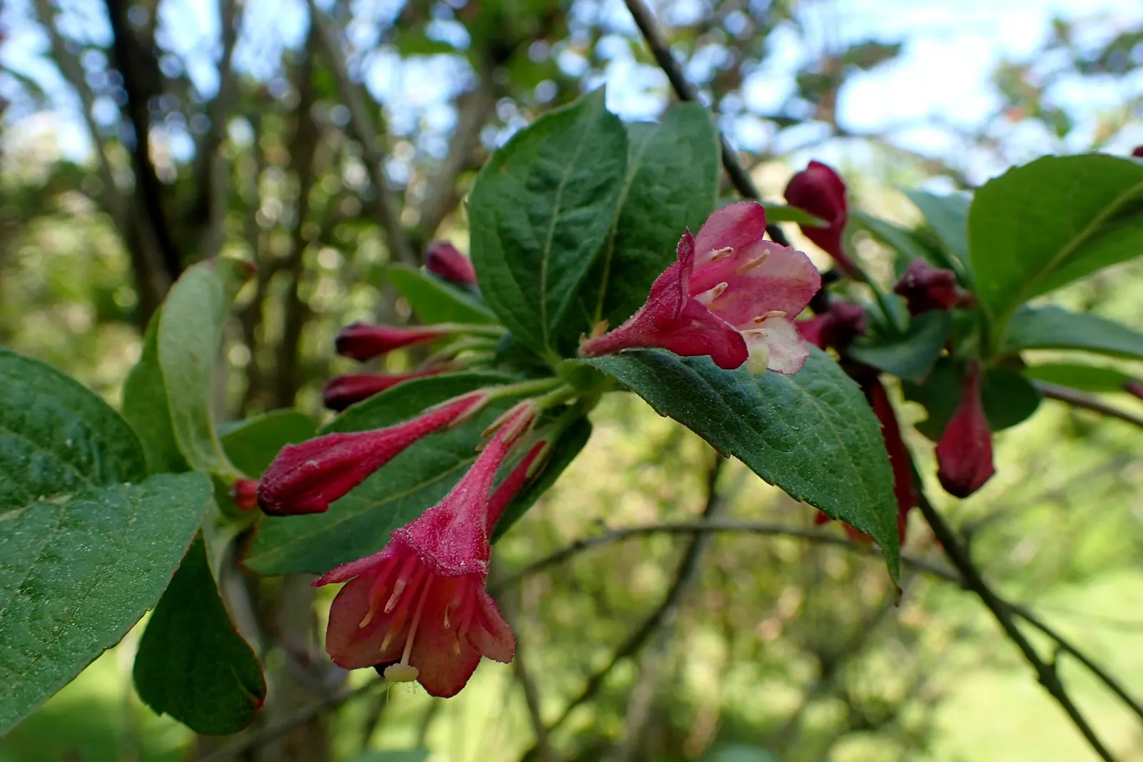 Weigela (Weigela Florida) — requiring a minimum of 6 hours of direct sunlight for optimal flowering; pruning post-bloom encourages new growth, image 80