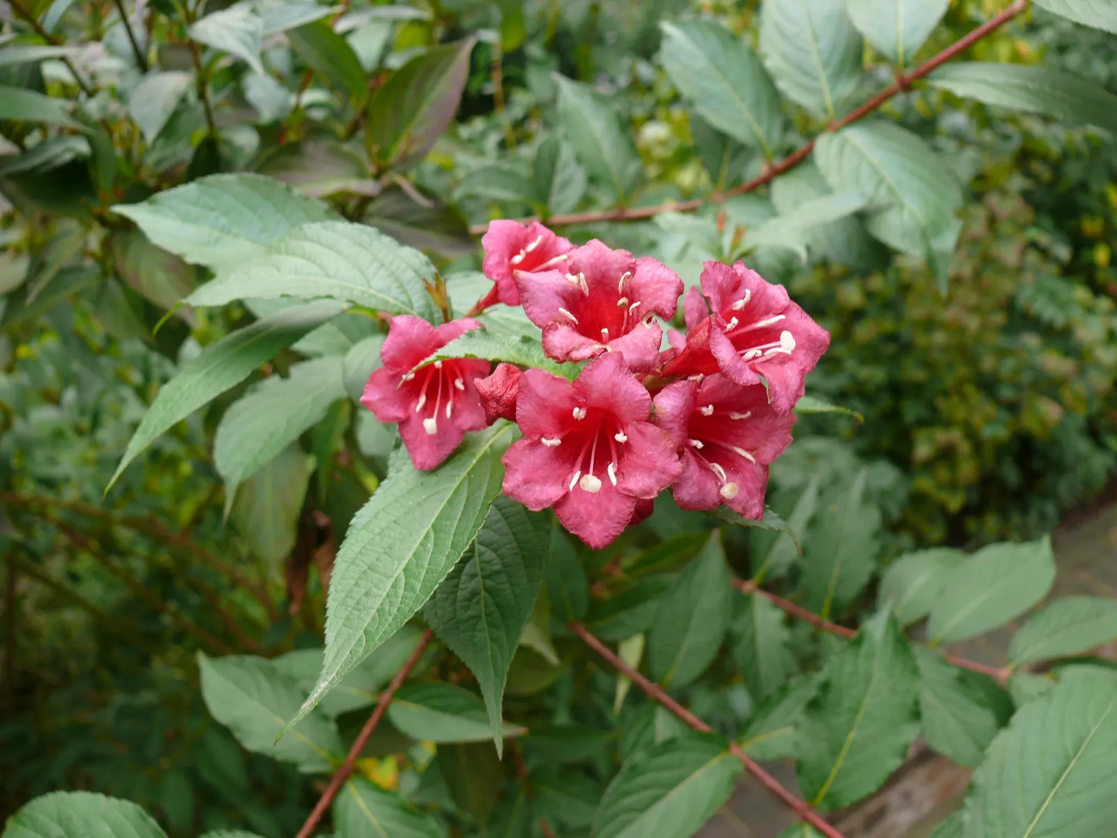 Weigela (Weigela Florida) — Attracts hummingbirds and is deer resistant; attracting hummingbirds and butterflies to the garden, image 94