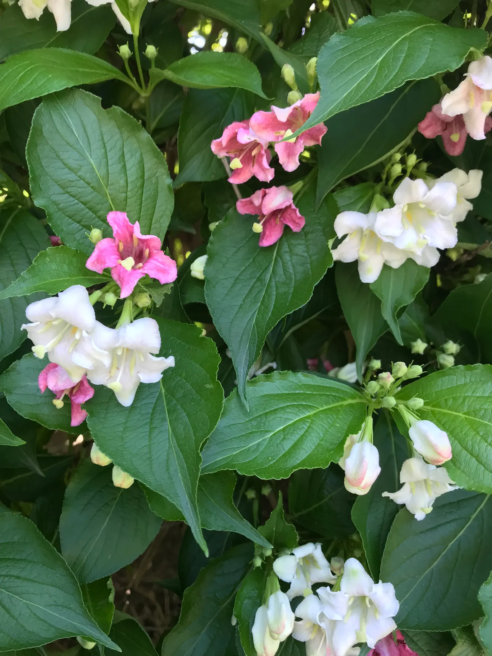 Weigela (Weigela Florida) — This versatile plant features trumpet-shaped, pink to red flowers blooming in late spring; typically 2 to 4 inches long