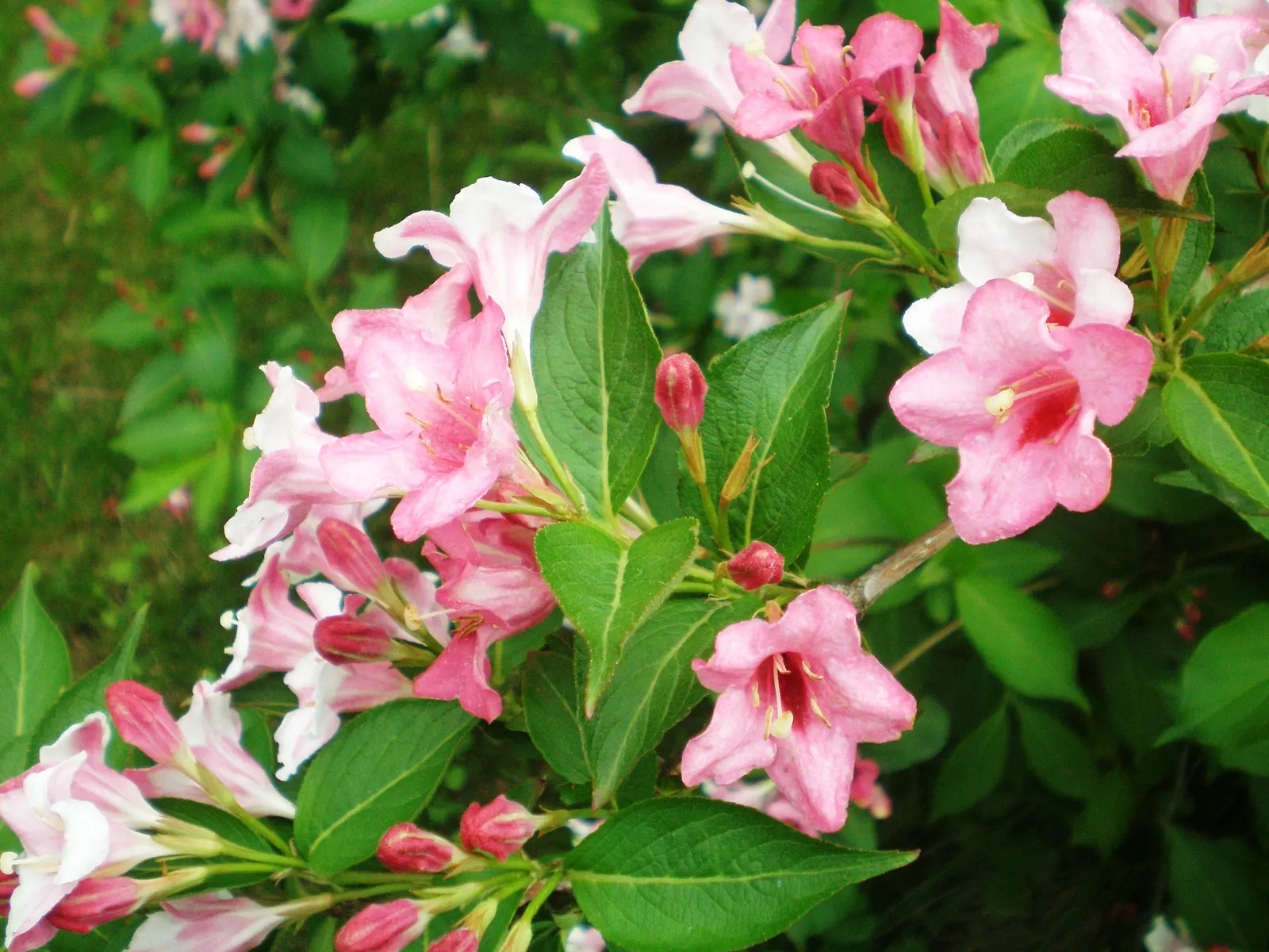 Weigela (Weigela Florida) — Adaptable to various soils, it thrives in full sun to partial shade