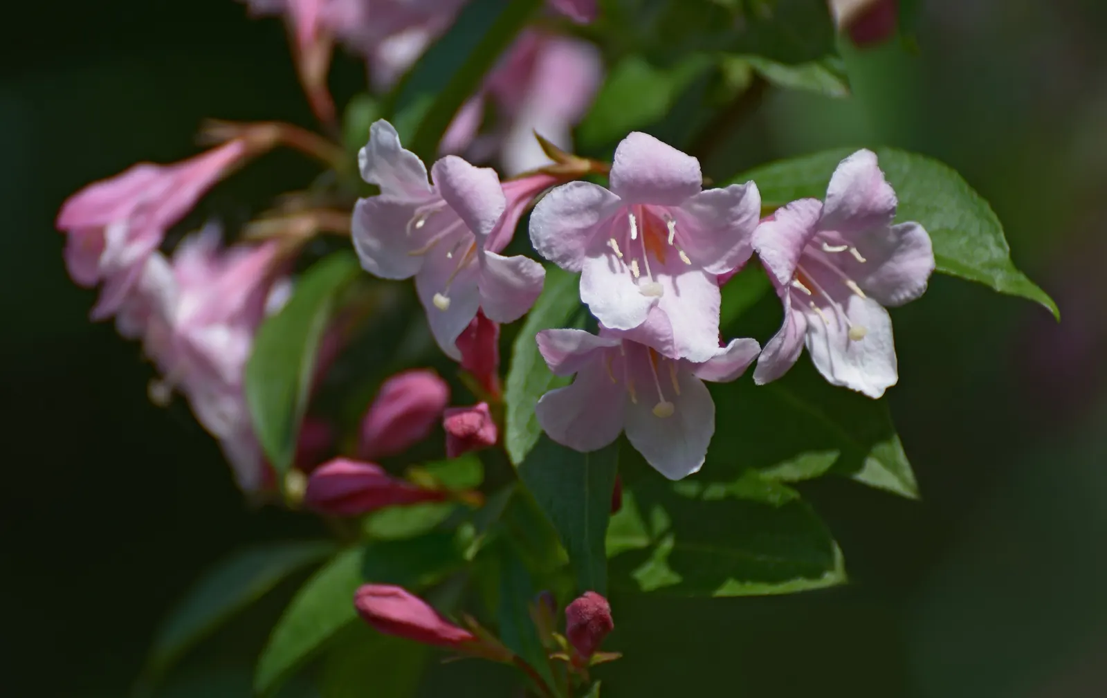Weigela (Weigela Florida) — is a deciduous shrub that is lauded for its showy trumpet-shaped blossoms and ease of care; is a deciduous shrub, image 96