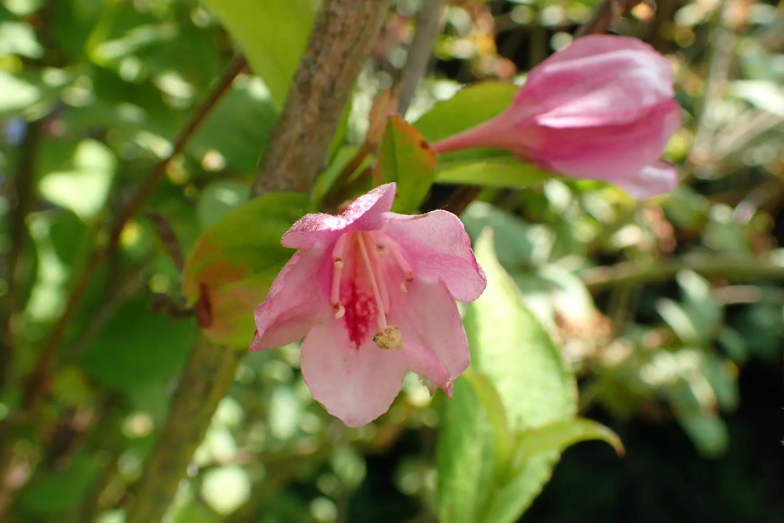 Weigela (Weigela Florida) — varying in color from deep green to variegated patterns with tinges of cream; depending on the species.<br><br>Weigela thrives in