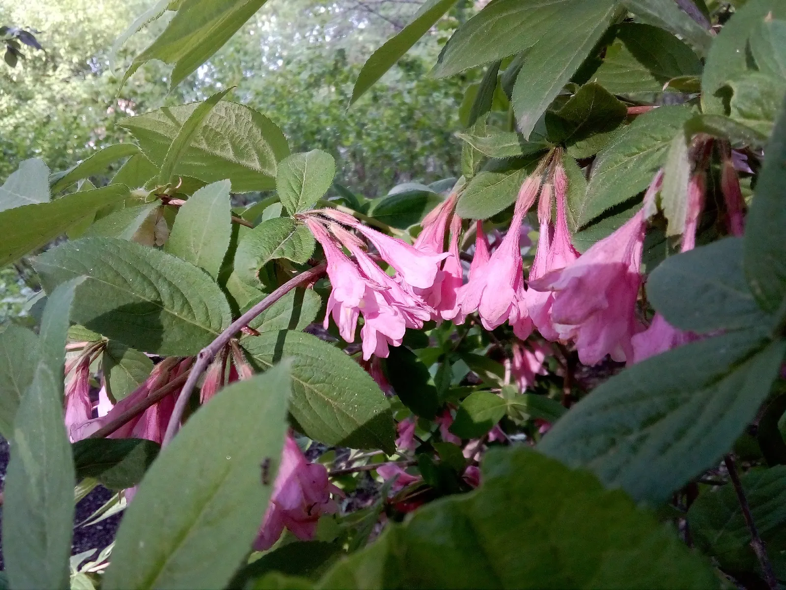 Weigela (Weigela Florida) — typically 2 to 4 inches long