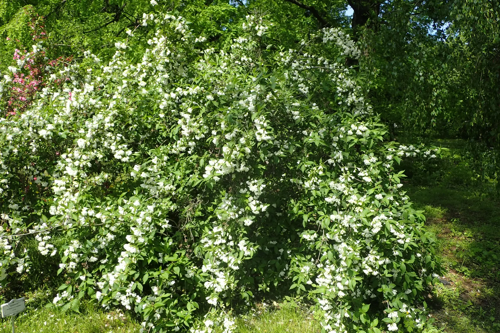 Weigela (Weigela Florida) — is a deciduous shrub that is lauded for its showy trumpet-shaped blossoms and ease of care; is a deciduous shrub reaching heights
