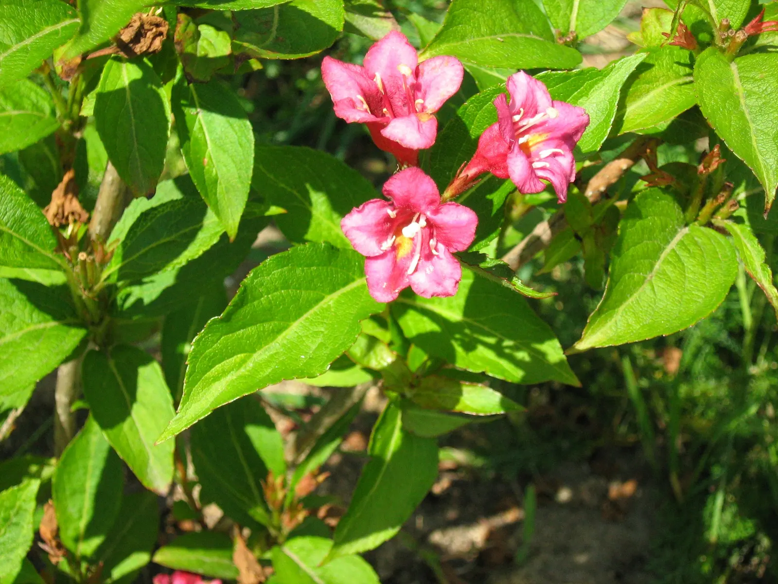 Weigela (Weigela Florida) — This versatile plant features trumpet-shaped, pink to red flowers blooming in late spring; typically 2 to 4 inches long, image 61