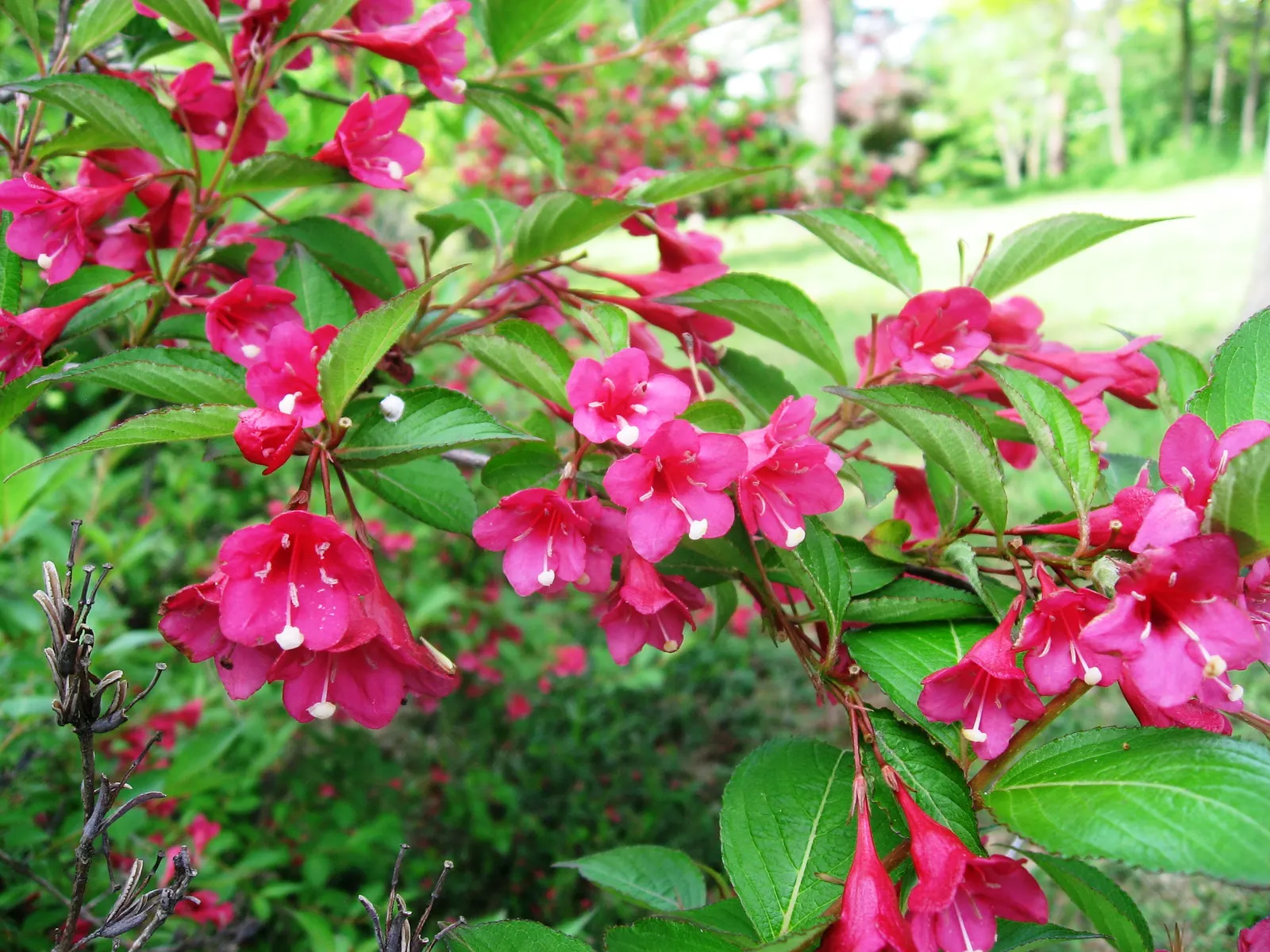 Weigela (Weigela Florida) — Lush foliage ranges from green to variegated patterns; pruning should be done immediately after flowering to shape the, image 62