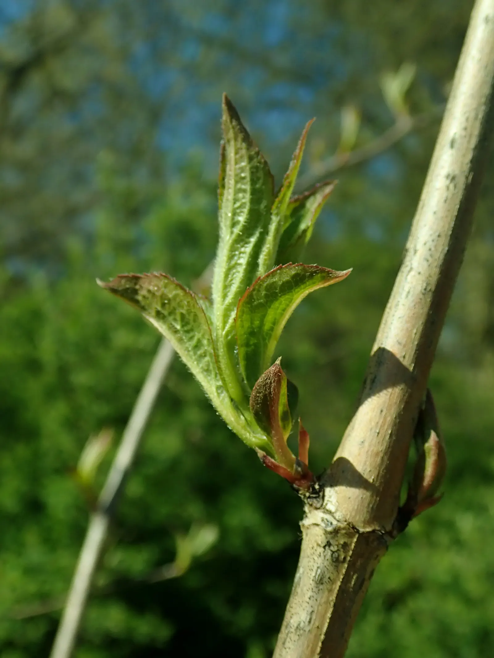 Weigela (Weigela Florida) — It reaches a mature height of 6 to 9 feet and spreads out between 9 to 12 feet; commonly known as Weigela, image 71