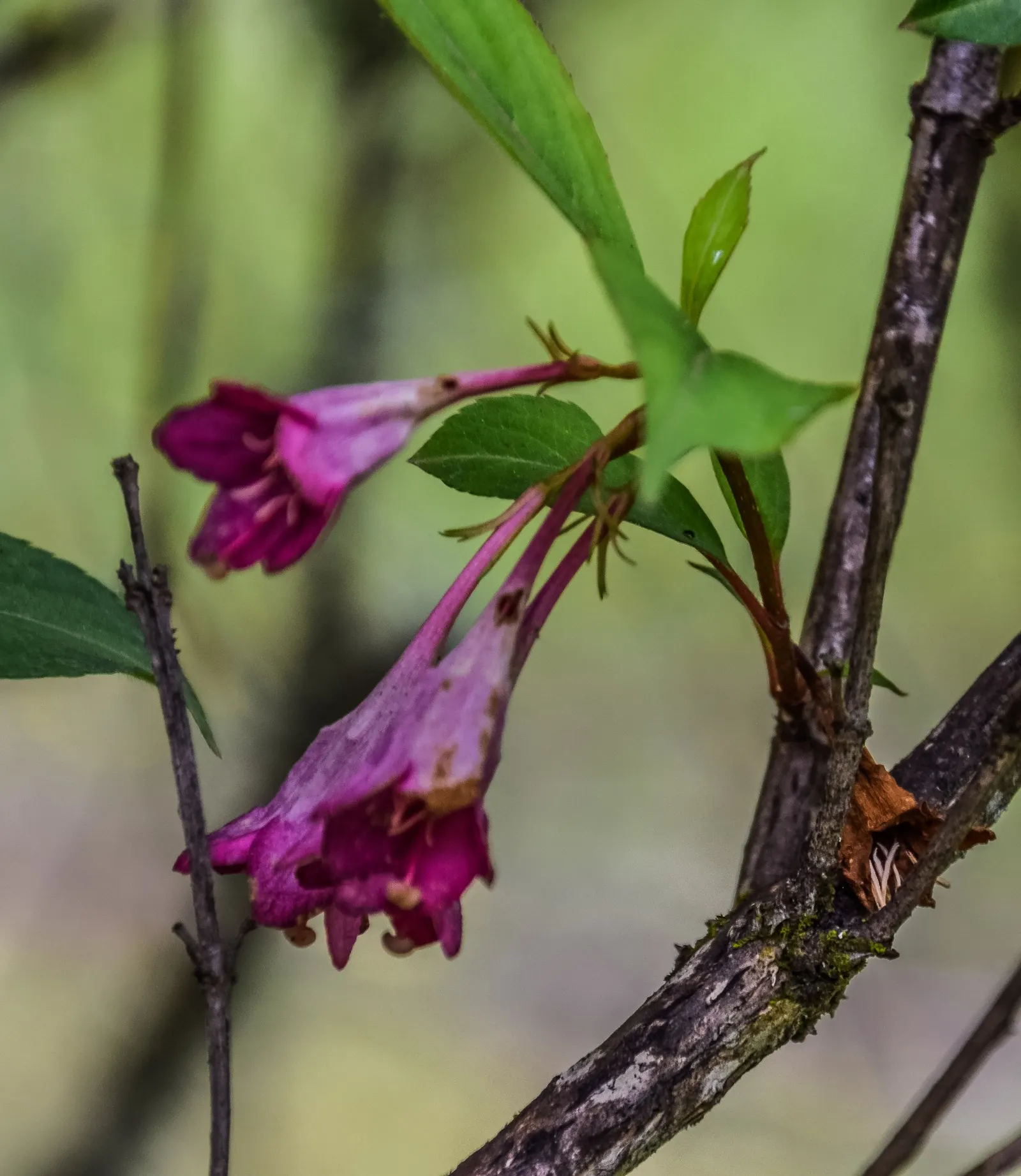Weigela (Weigela Florida) — This low-maintenance shrub is ideal for hedges, foundation plantings, or as a specimen in a mixed border; varying in, image 82