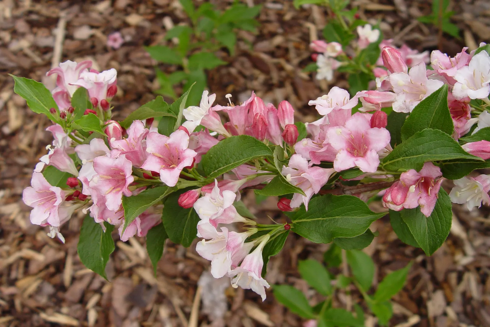 Weigela (Weigela Florida) — shrub with pink blooms; are set as a lush backdrop, image 86