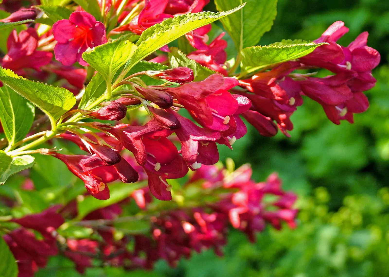 Weigela (Weigela Florida) — Lush foliage ranges from green to variegated patterns