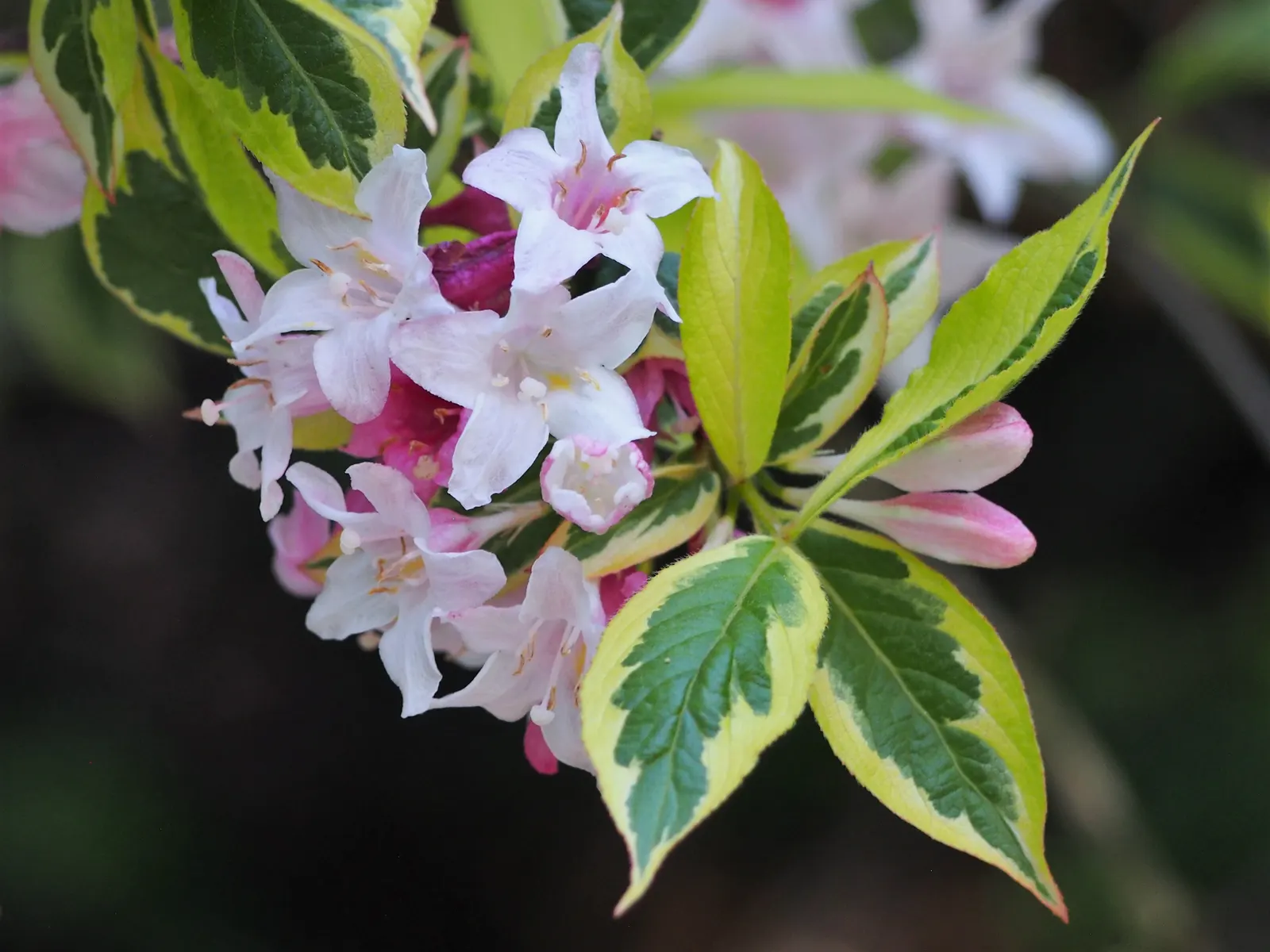 Weigela (Weigela Florida) — requiring a minimum of 6 hours of direct sunlight for optimal flowering