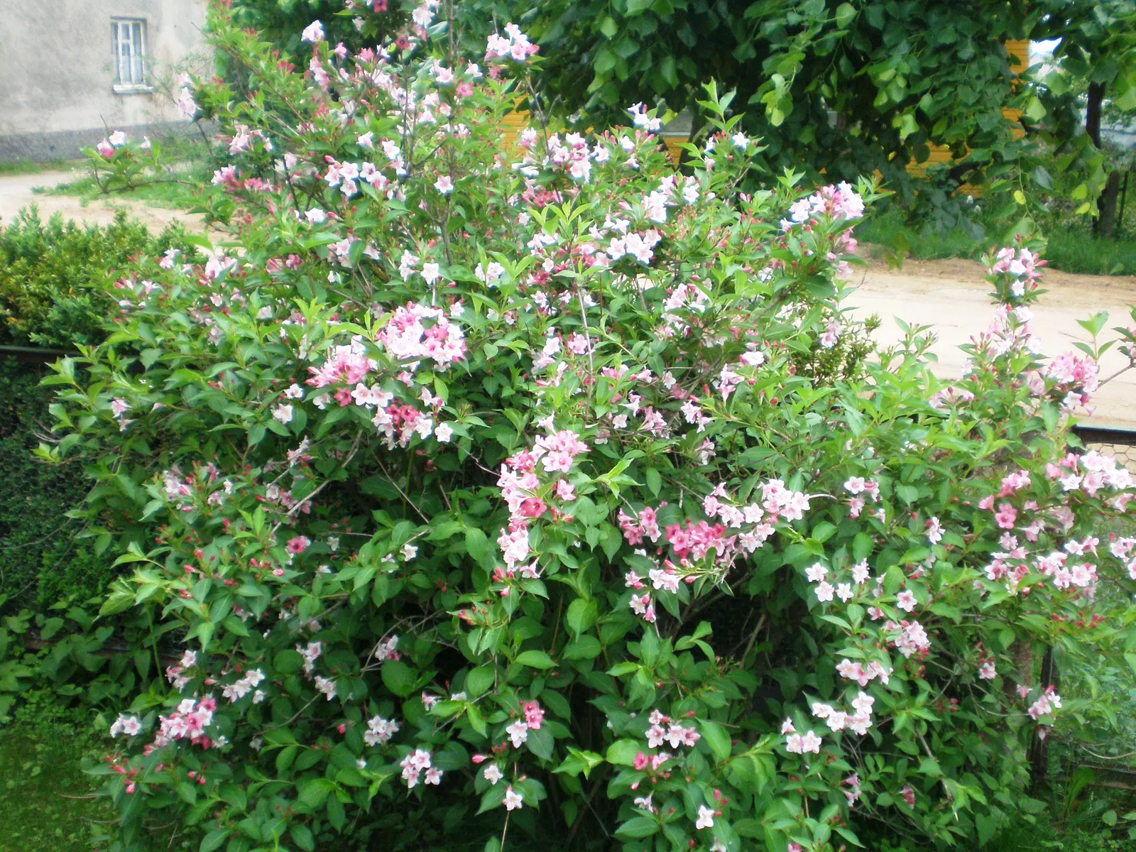 Weigela (Weigela Florida) — is a deciduous shrub reaching heights of 4-6 feet; this well-loved cultivar flourishes in USDA hardiness zones 4, image 60