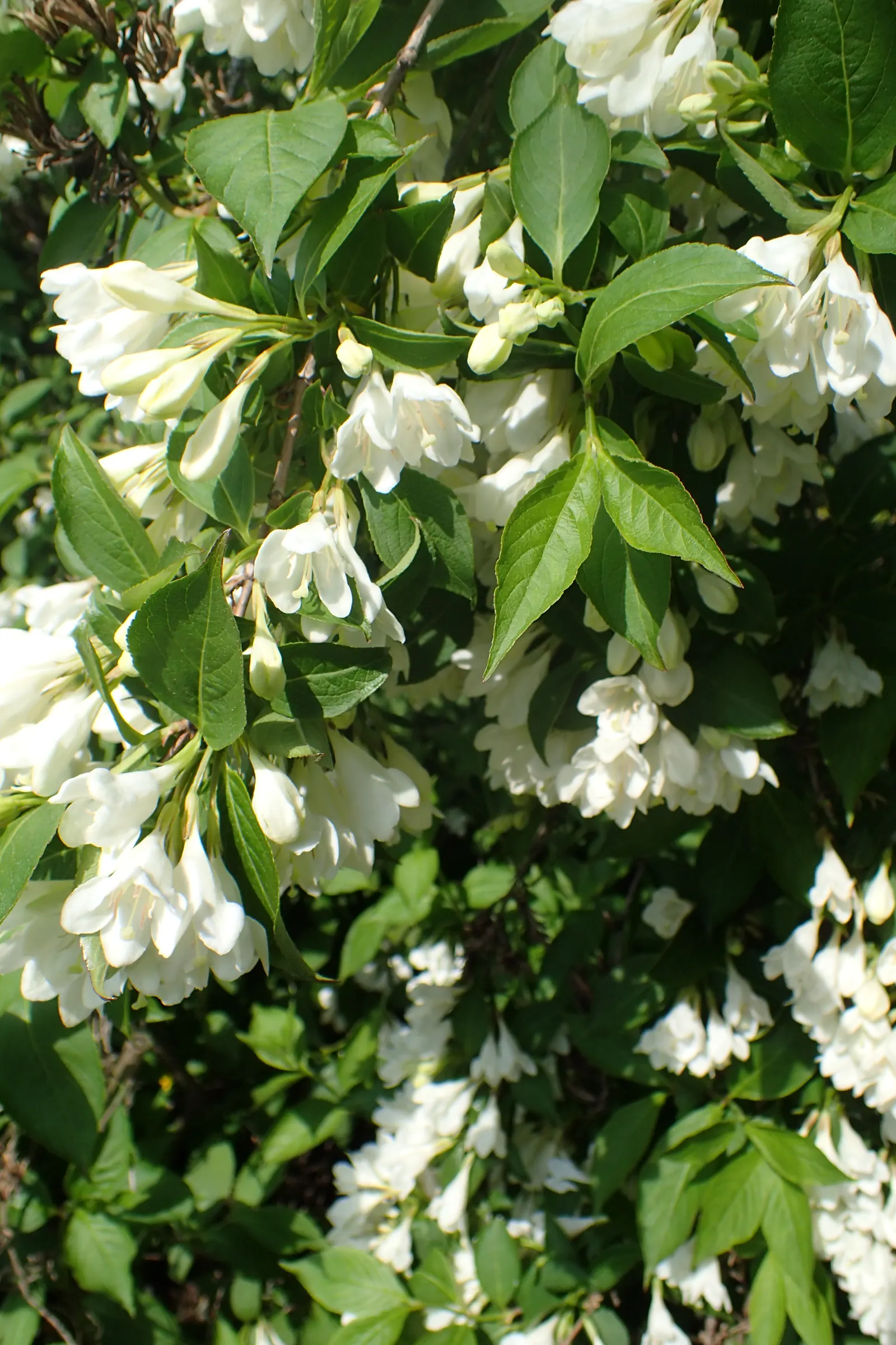 Weigela (Weigela Florida) — shrub with pink blooms