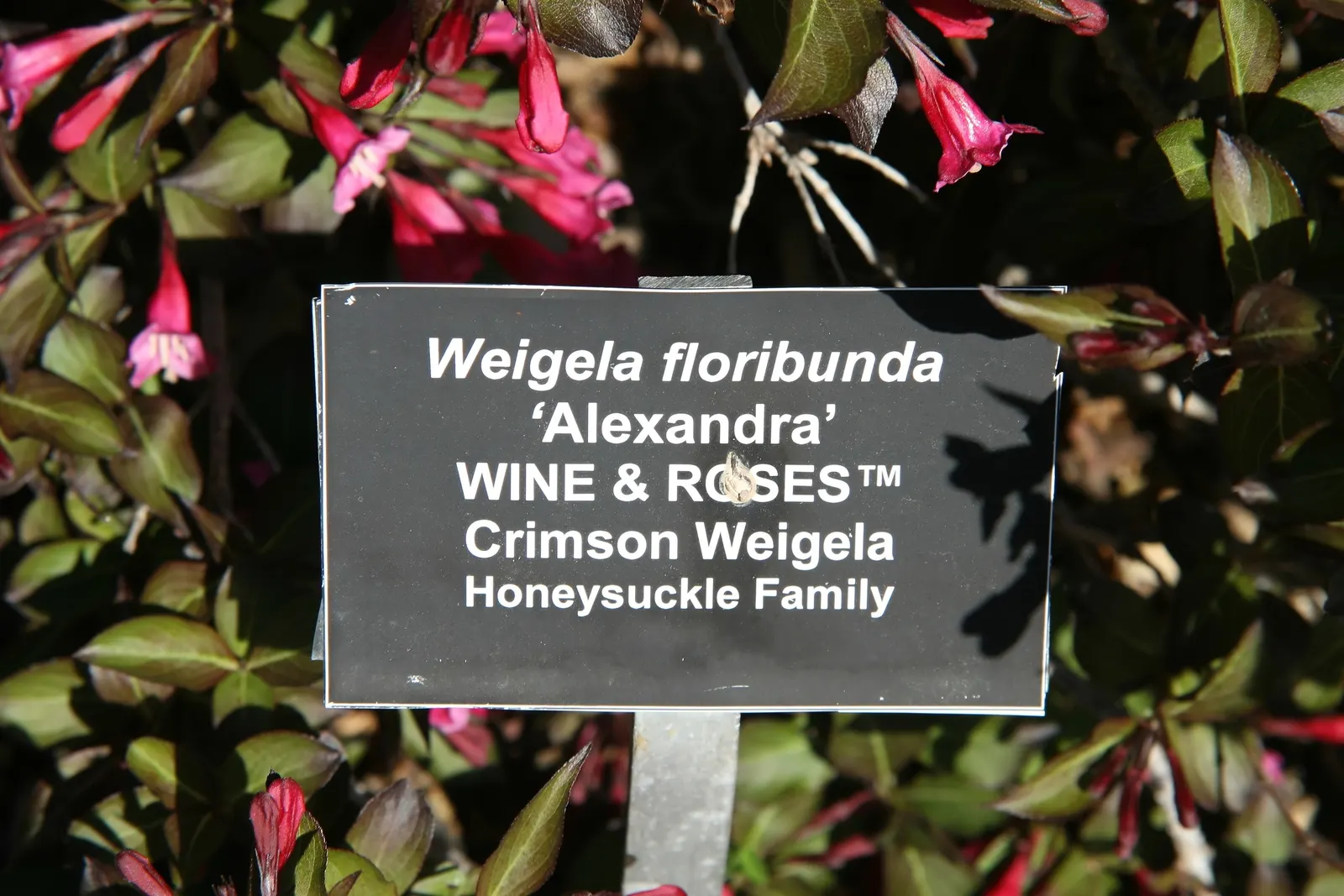 Weigela (Weigela Florida) — Adaptable to various soils, it thrives in full sun to partial shade; this versatile plant features trumpet-shaped, pink, image 63