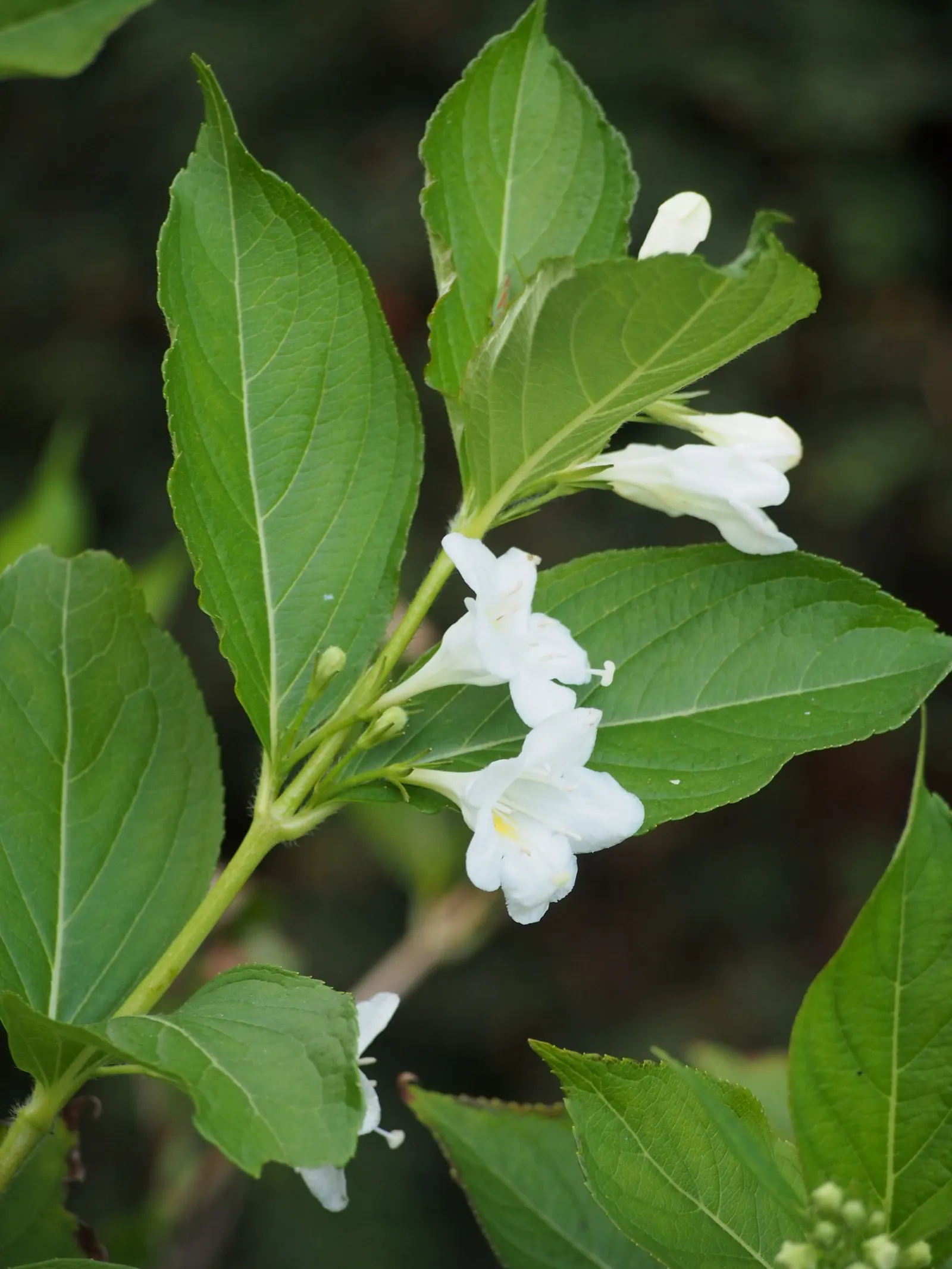 Weigela (Weigela Florida) — Attracts hummingbirds and is deer resistant