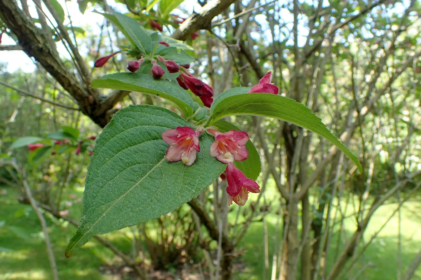 Weigela (Weigela Florida) — shrub for full or half; regular watering is essential during the first growing season to establish a deep, extensive, image 87