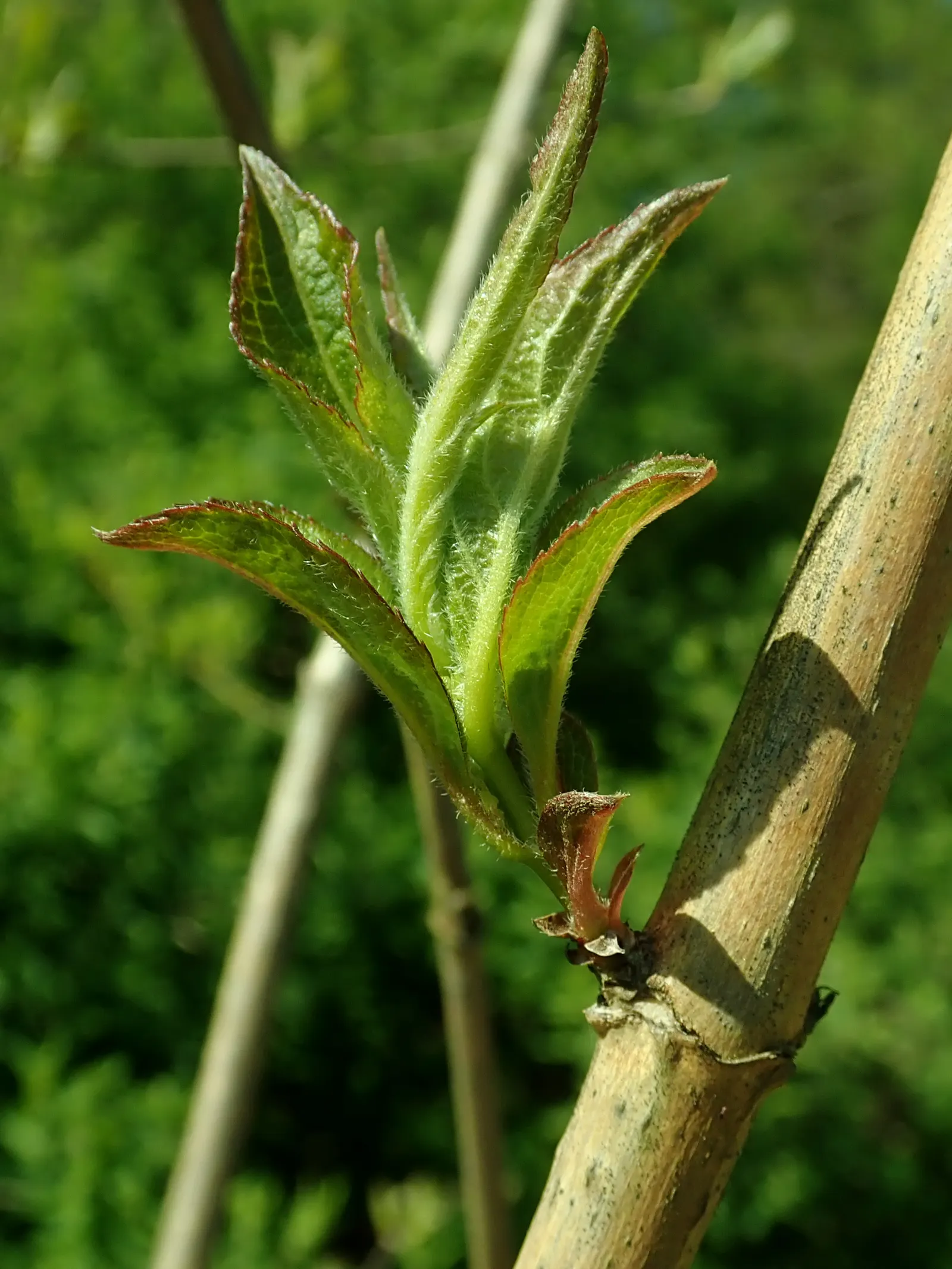 Weigela (Weigela Florida) — commonly referred to as Weigela