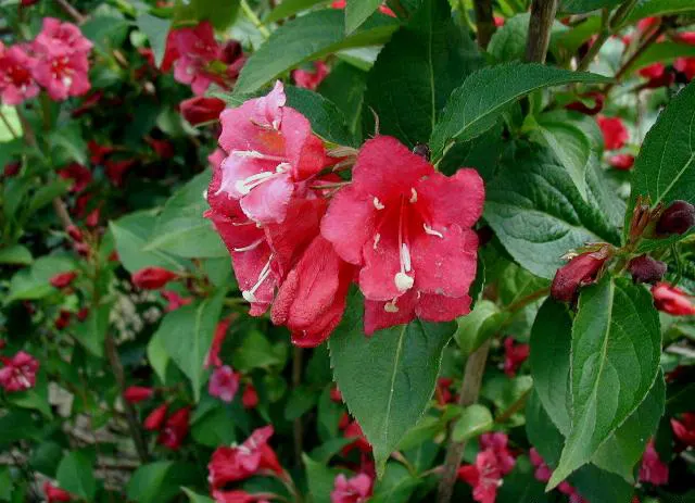 Weigela (Weigela Florida) — are set as a lush backdrop; although compact varieties may be smaller.<br><br>This ornamental plant blooms profusely in, image 77