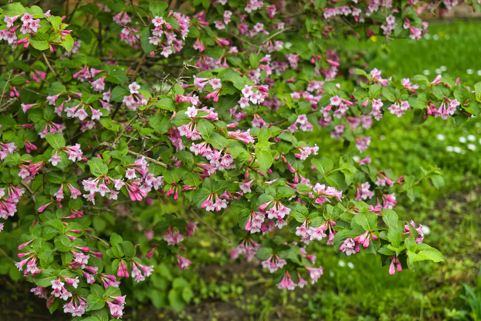 Weigela (Weigela Florida) — Regular watering is essential during the first growing season to establish a deep, extensive root system; adaptable to, image 84