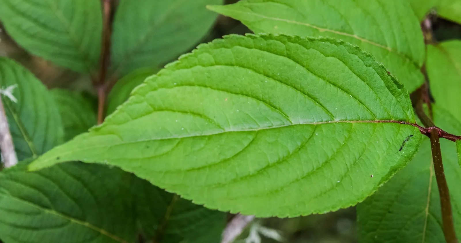 Weigela (Weigela Florida) — varying in color from deep green to variegated patterns with tinges of cream; depending on the species.<br><br>Weigela, image 78
