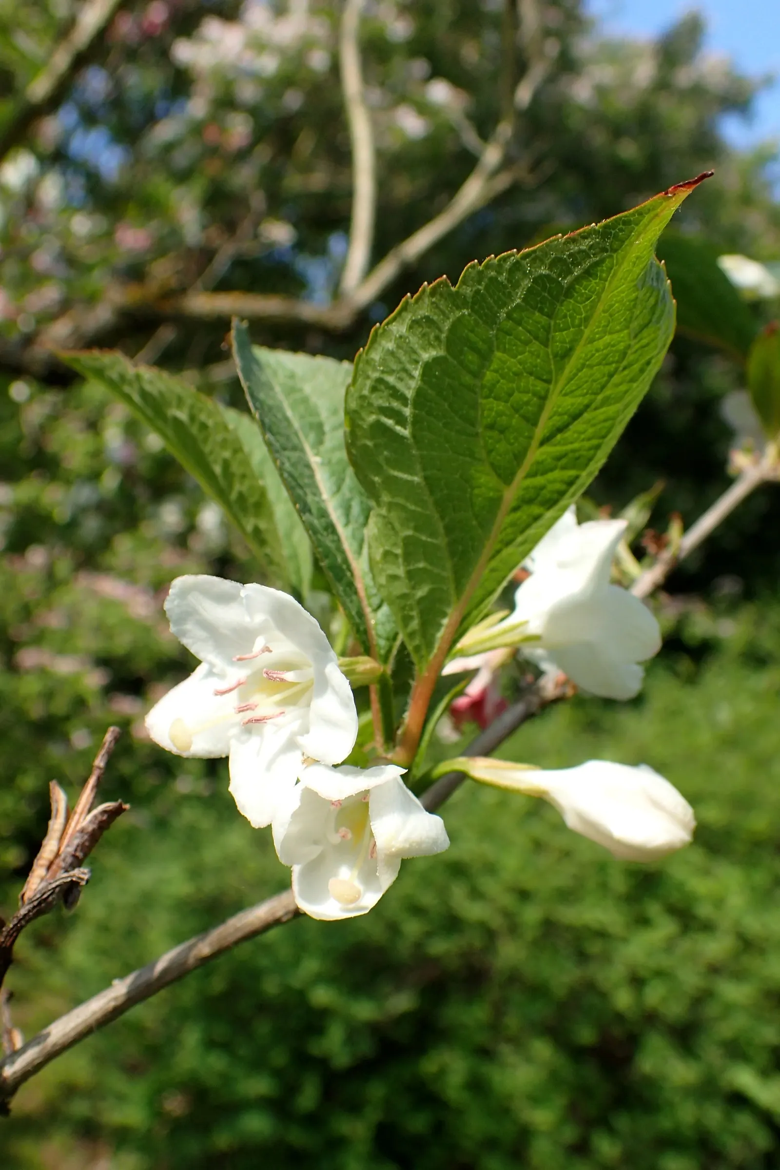 Weigela (Weigela Florida) — commonly known as Weigela; lush foliage ranges from green to variegated patterns