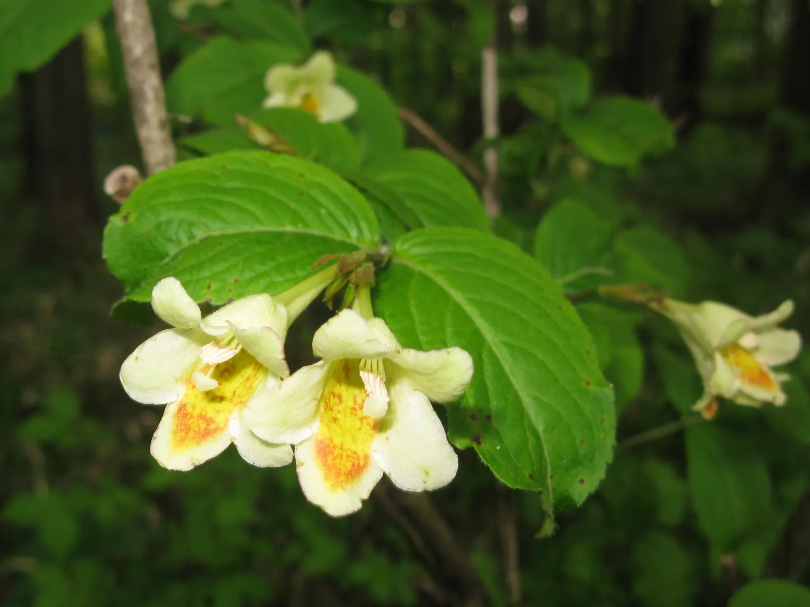 Weigela (Weigela Florida) — depending on the species.<br><br>Weigela thrives in full sun to partial shade; shrub with pink blooms