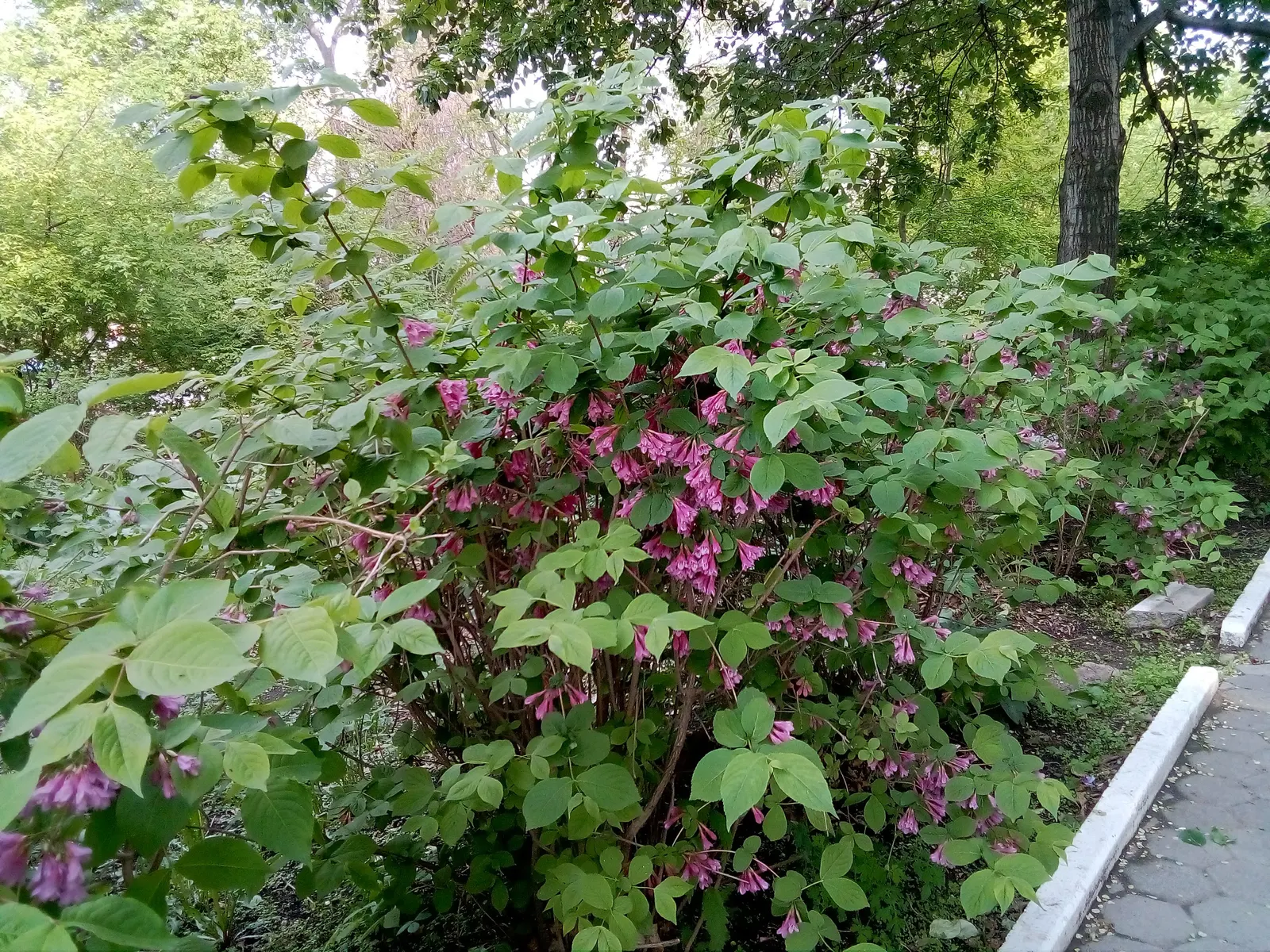Weigela (Weigela Florida) — This low-maintenance shrub is ideal for hedges, foundation plantings, or as a specimen in a mixed border