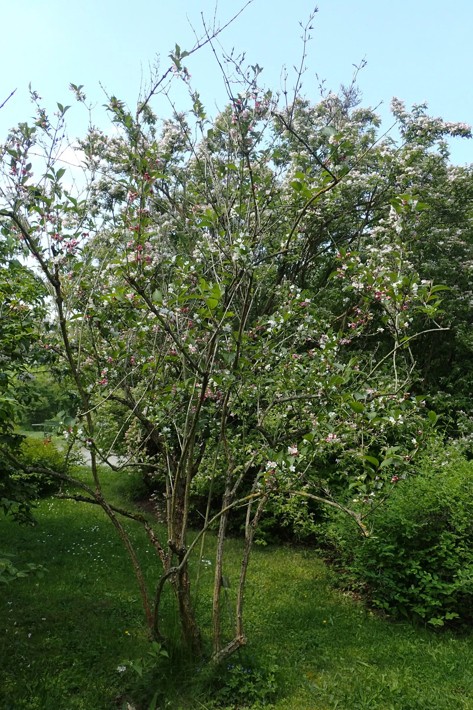 Weigela (Weigela Florida) — with re-blooming varieties offering additional color splashes throughout the summer