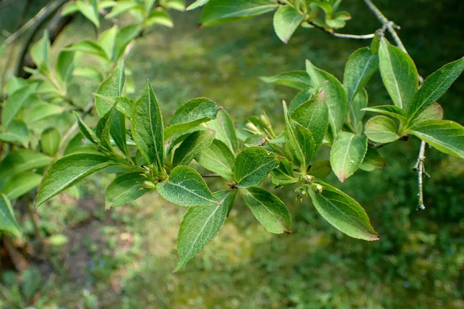 Weigela (Weigela Florida) — Lush foliage ranges from green to variegated patterns; pruning should be done immediately after flowering to shape the plant and