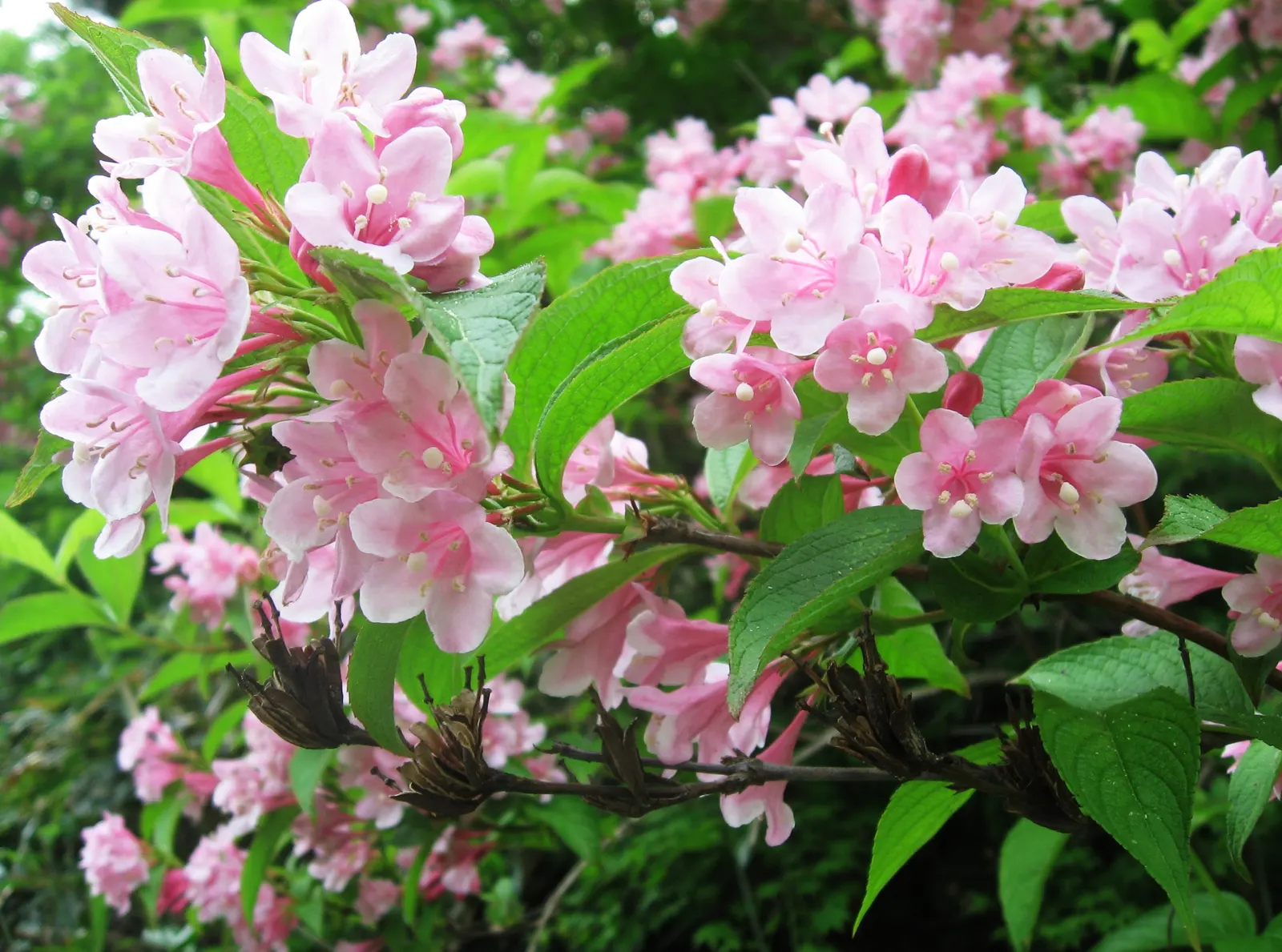 Weigela (Weigela Florida) — typically 2 to 4 inches long; attracts hummingbirds and is deer resistant
