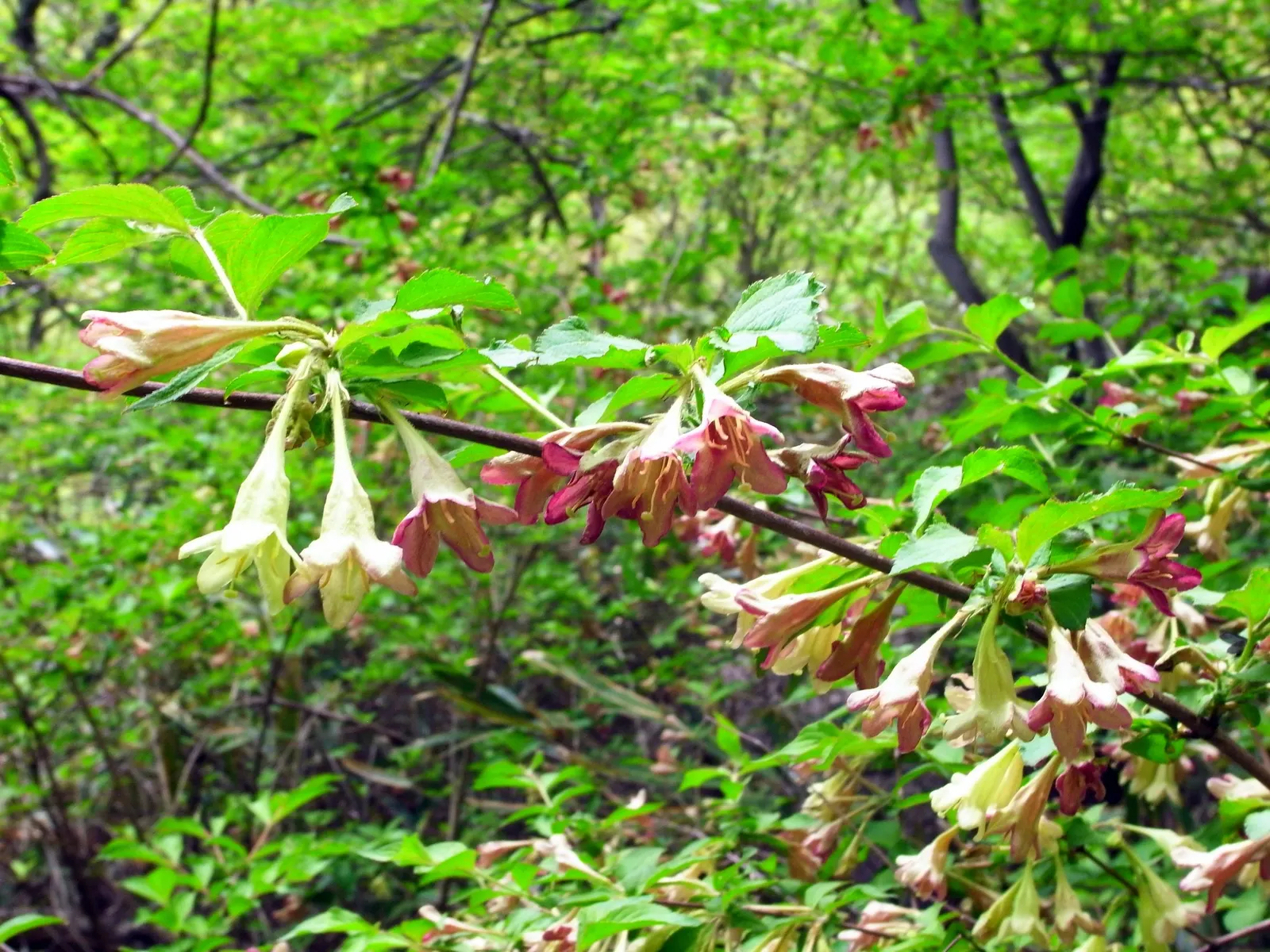 Weigela (Weigela Florida) — with re-blooming varieties offering additional color splashes throughout the summer, image 44