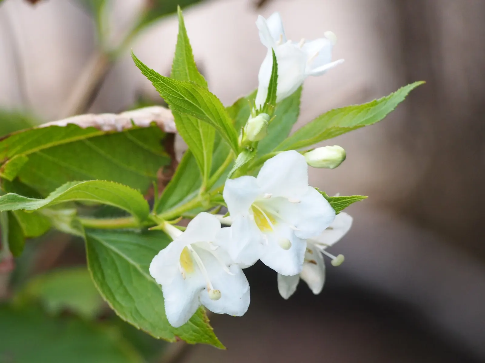 Weigela (Weigela Florida) — shrub with pink blooms; are set as a lush backdrop