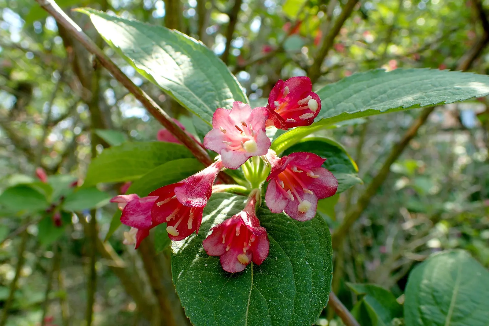 Weigela (Weigela Florida) — The funnel-shaped flowers come in an assortment of hues ranging from white to pink; requiring a minimum of 6 hours of, image 74
