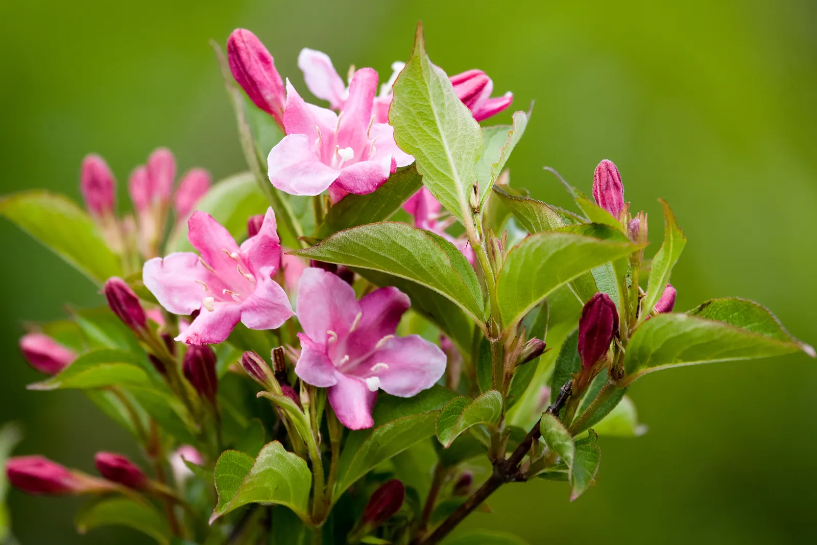 Weigela (Weigela Florida) — is a deciduous shrub that is lauded for its showy trumpet-shaped blossoms and ease of care