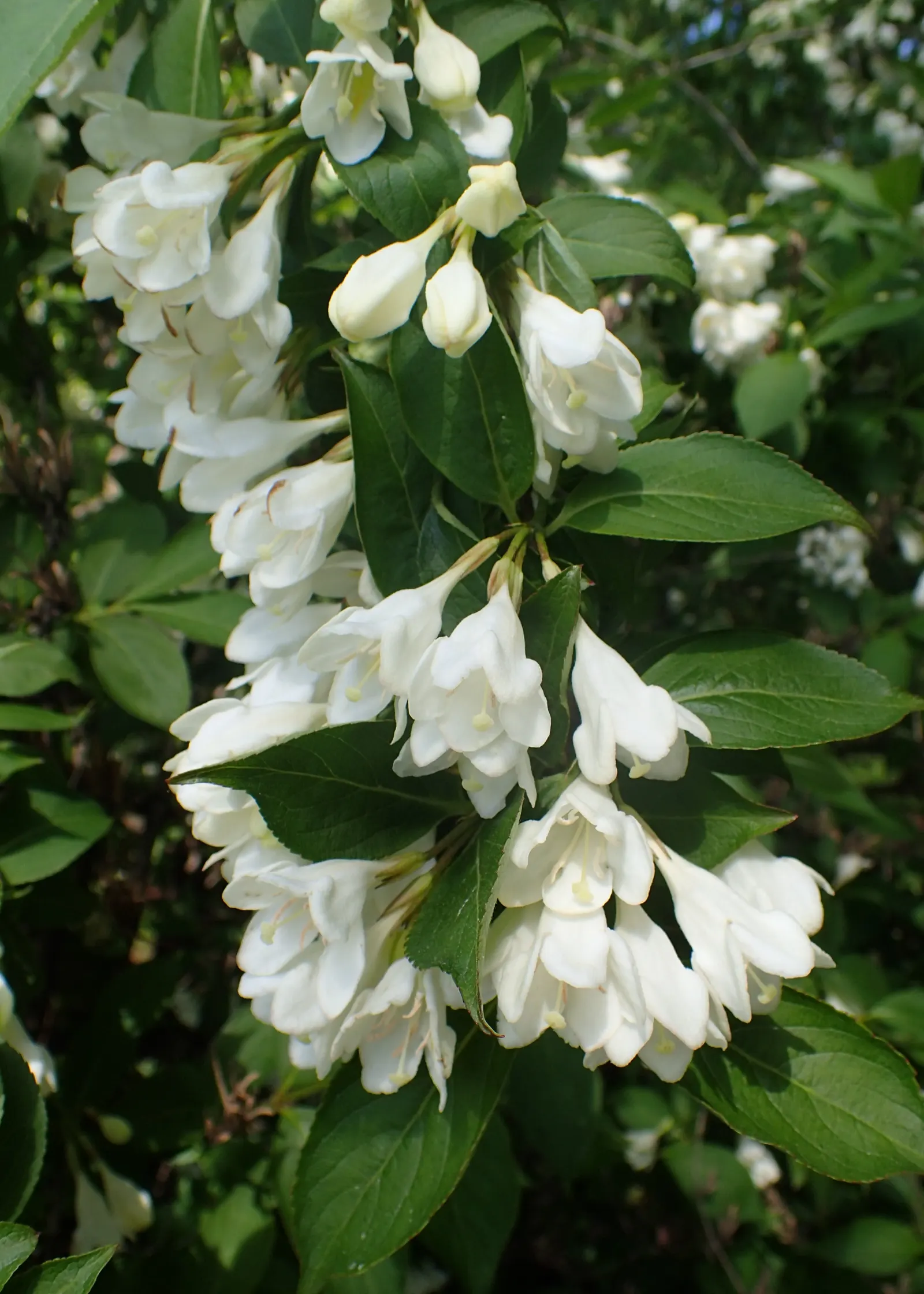 Weigela (Weigela Florida) — It reaches a mature height of 6 to 9 feet and spreads out between 9 to 12 feet; commonly known as Weigela