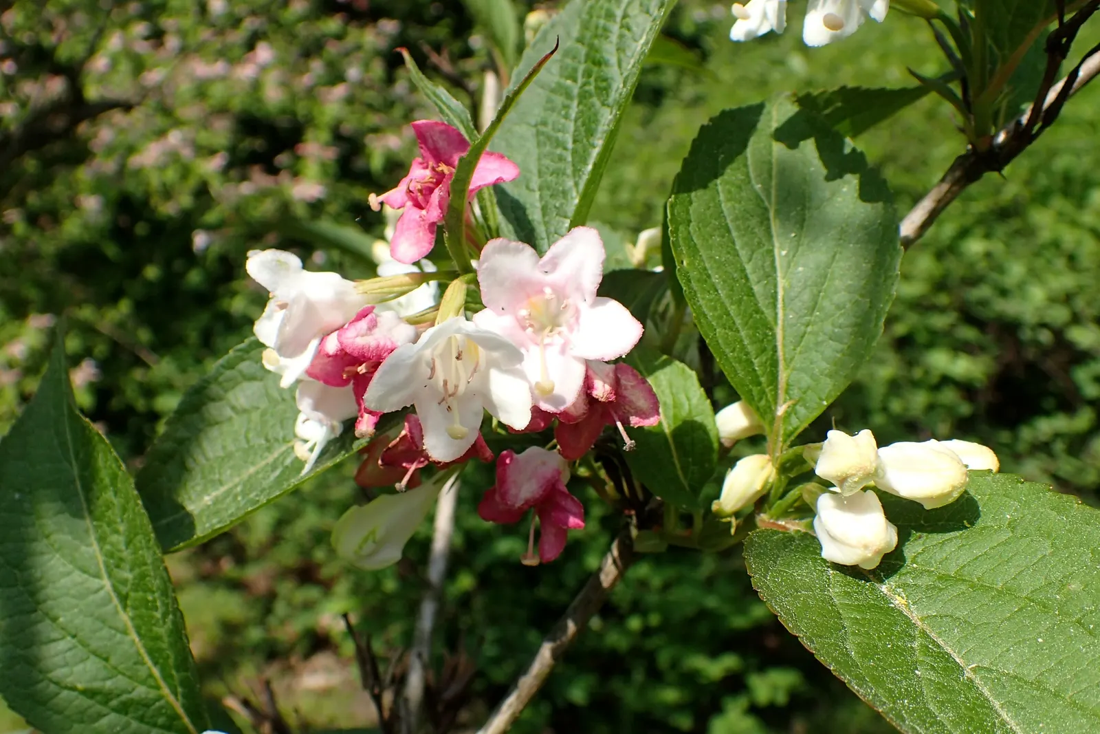 Weigela (Weigela Florida) — Adaptable to various soils, it thrives in full sun to partial shade; this versatile plant features trumpet-shaped, pink, image 92