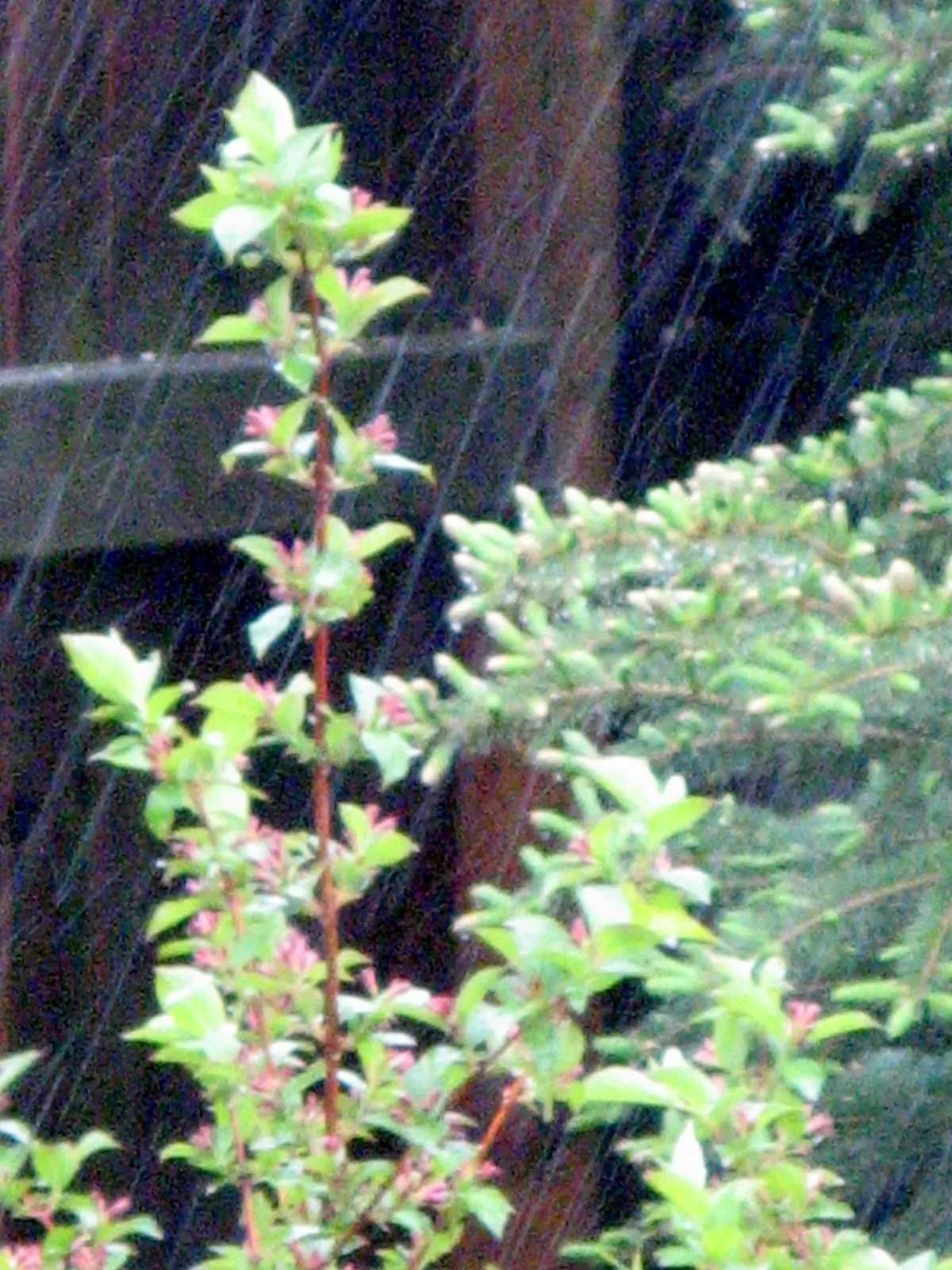 Weigela (Weigela Florida) — although compact varieties may be smaller.<br><br>This ornamental plant blooms profusely in late spring; commonly, image 72