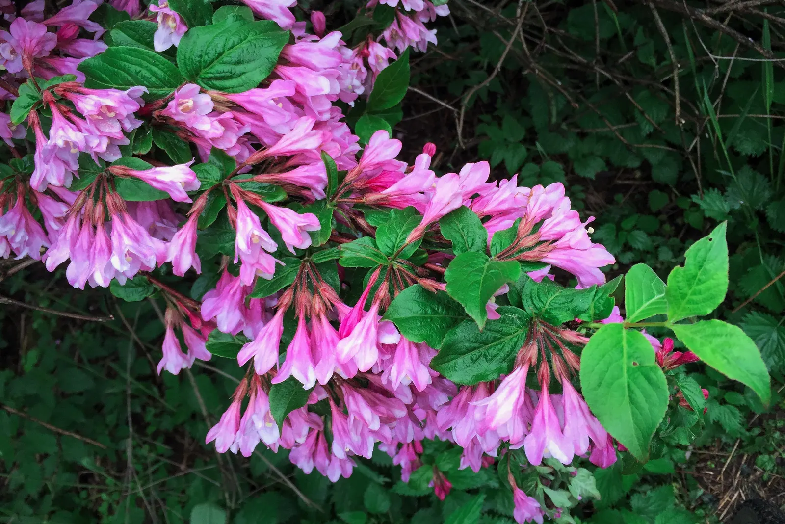 Weigela (Weigela Florida) — Attracts hummingbirds and is deer resistant; attracting hummingbirds and butterflies to the garden
