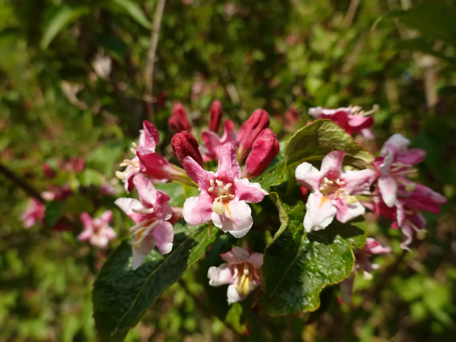 Weigela (Weigela Florida) — are set as a lush backdrop