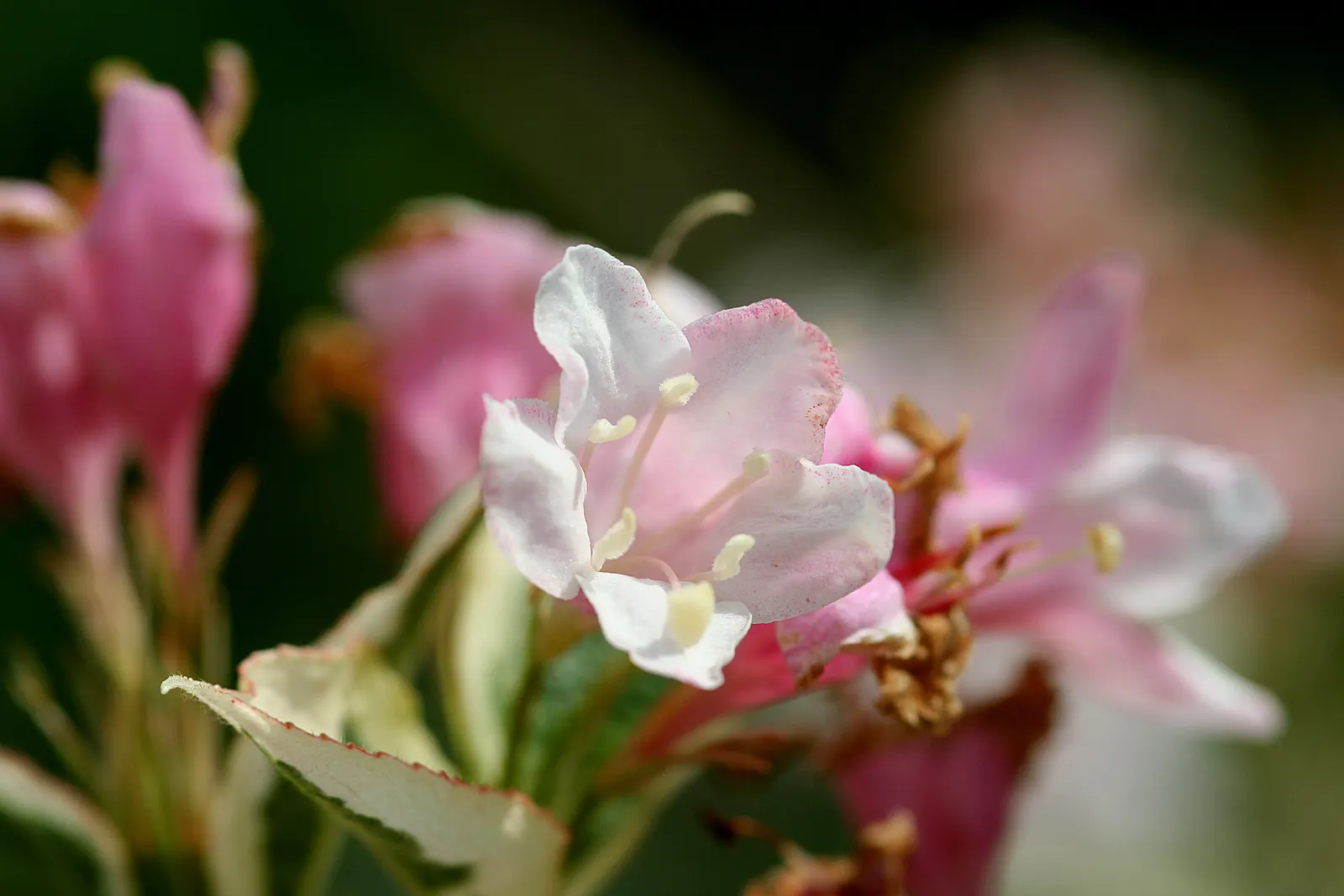 Weigela (Weigela Florida) — It reaches a mature height of 6 to 9 feet and spreads out between 9 to 12 feet