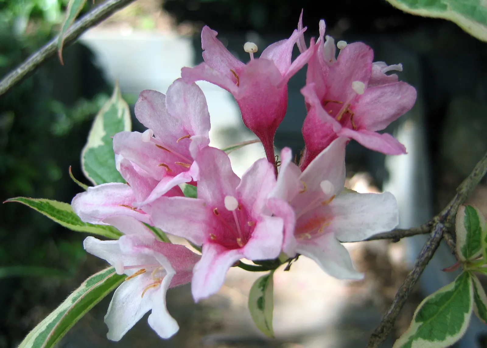 Weigela (Weigela Florida) — commonly referred to as Weigela; this low-maintenance shrub is ideal for hedges, foundation plantings, or as a specimen, image 95