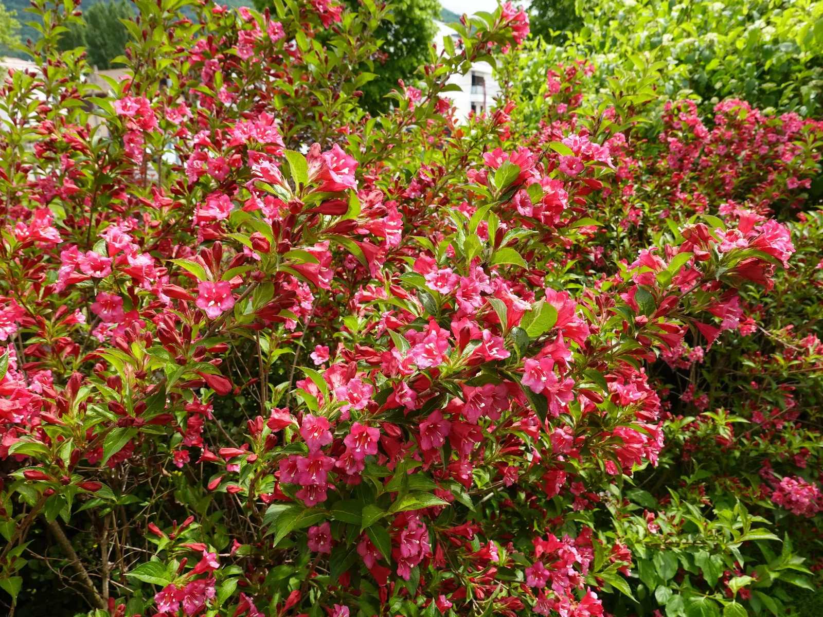 Weigela (Weigela Florida) — although compact varieties may be smaller.<br><br>This ornamental plant blooms profusely in late spring