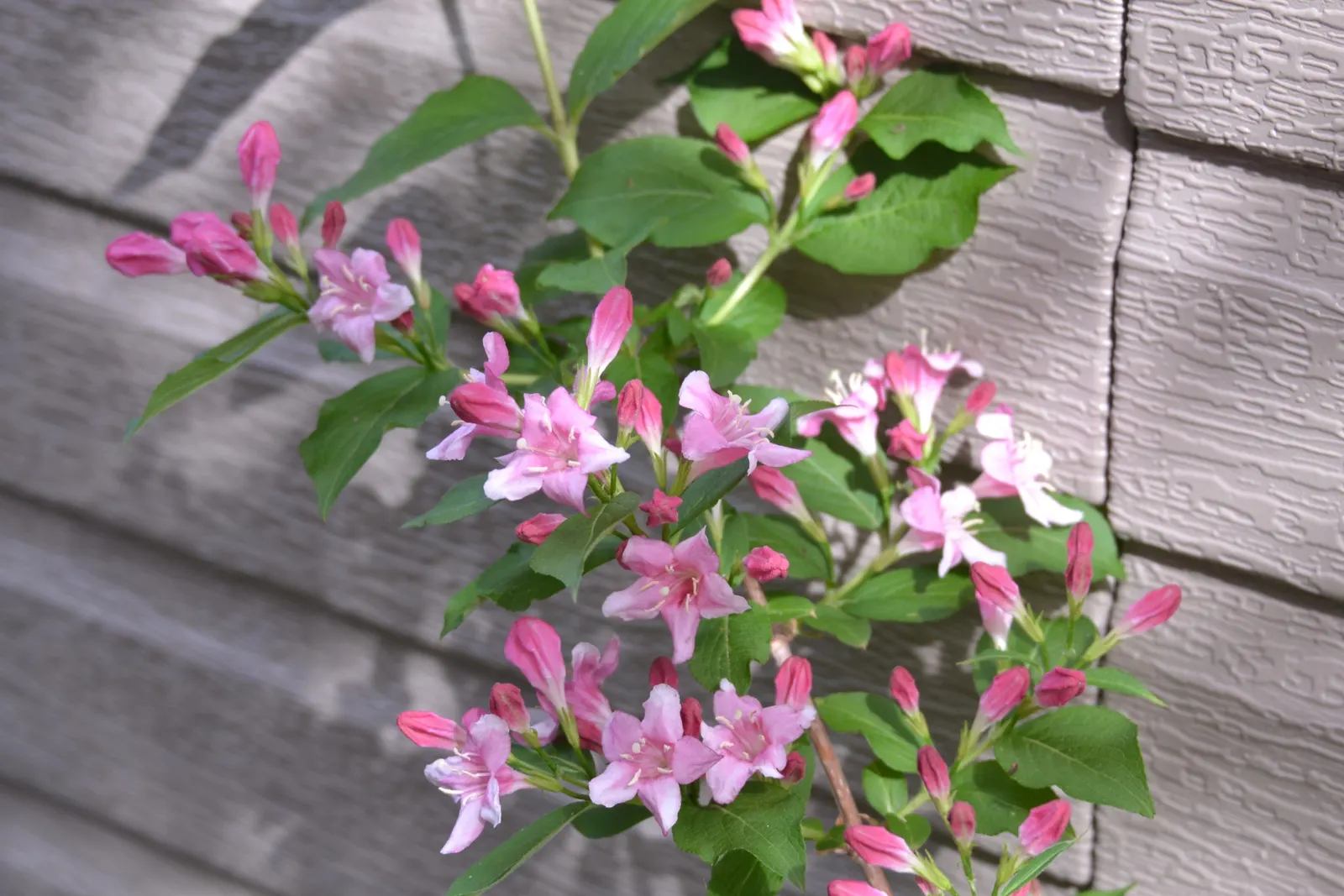 Weigela (Weigela Florida) — typically 2 to 4 inches long; attracts hummingbirds and is deer resistant, image 76