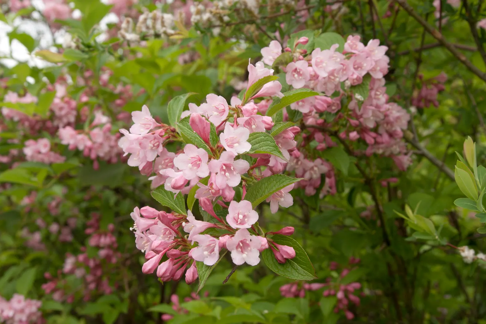 Weigela (Weigela Florida) — Pruning post-bloom encourages new growth; making it a captivating addition to any landscape design