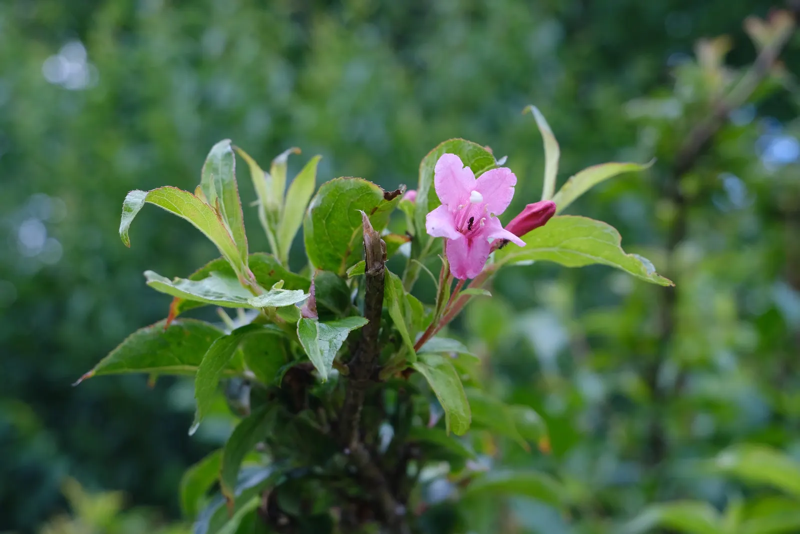 Weigela (Weigela Florida) — is a deciduous shrub reaching heights of 4-6 feet