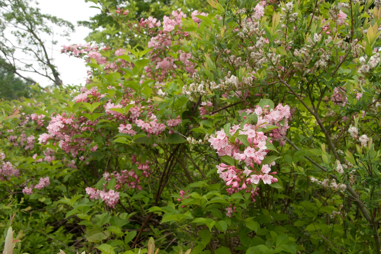 Weigela (Weigela Florida) — shrub for full or half
